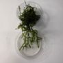 Willow Moss- Fontinalis antipyretica 80ml Oxygenator Image 2