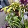 11 healthy Plants, Lucan Image 4