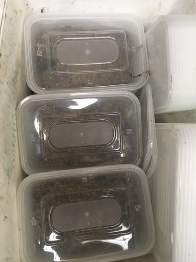 Live & frozen baits