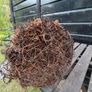 Noble fir Christmas trees Image 10
