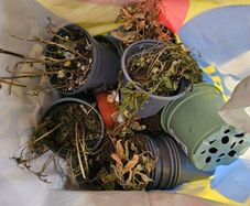Plant pots