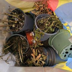 Plant pots