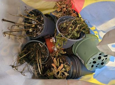 Plant pots