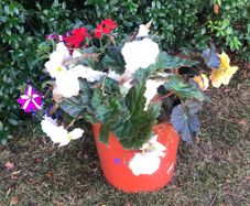 flowers. Planted pot
