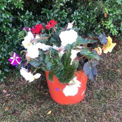 flowers. Planted pot