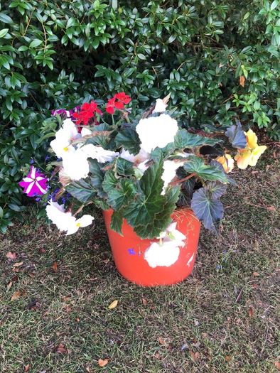 flowers. Planted pot