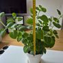 Cuban Oregano / Mexican Mint 40cm Image 3