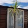 Palm Tree Image 5
