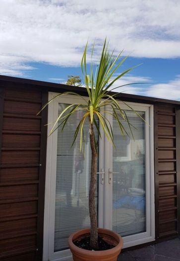Palm Tree
