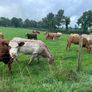 Incalf heifers and heifers with calves at foot Image 8