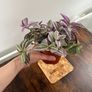 tradescantia house plant Image 2