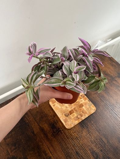 tradescantia house plant