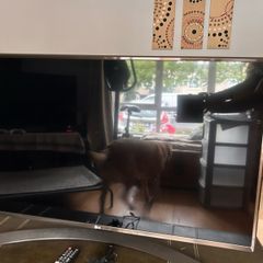 Lg Tv