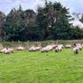 Blackfaced mountain ewe lambs Image 2