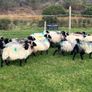 Mayo blackface ram lambs Image 2