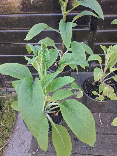 Foxglove