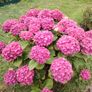 Plant Image 2
