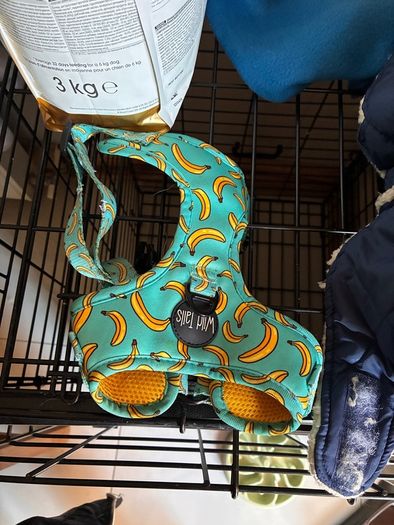 dog crate