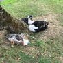Ducks Image 5