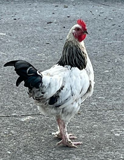 Light Sussex Hybrid Cockerel