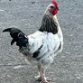 Light Sussex Hybrid Cockerel Image 4