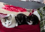 kittens