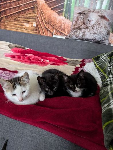 kittens