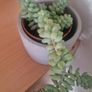 Sedum morganianum Image 2