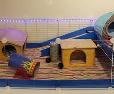 Guinea pig cage - full set up