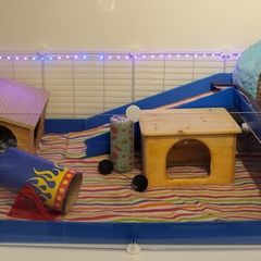 Guinea pig cage - full set up