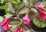 Shrubs, Garden Plants