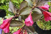 Shrubs, Garden Plants