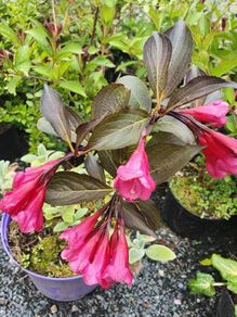 Shrubs, Garden Plants