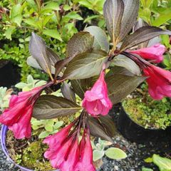 Shrubs, Garden Plants
