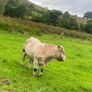 5 star Charolais bull Image 2