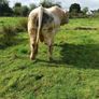 Bull Image 3