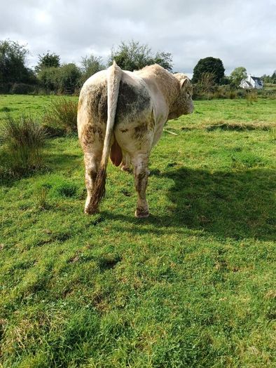 Bull