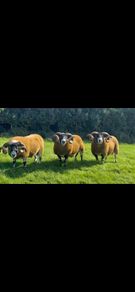 Lanark Shearling rams