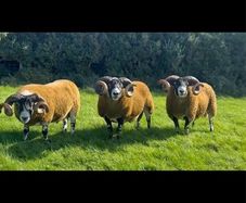 Lanark Shearling rams
