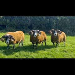 Lanark Shearling rams