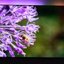 Philips 85" Qd Mini-led 4k Ambilight - Like New - 5+ Years Warranty! Image 5