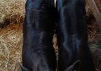 Calves