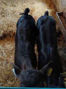 Calves