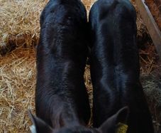 Calves