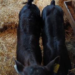 Calves