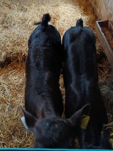 Calves