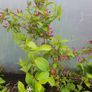 Large Plants and Shrubs Image 3