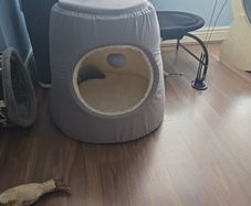 cat bed