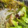 Carnivorous plant terrarium Image 8