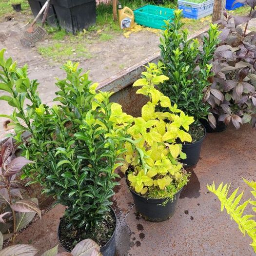 50 super flowering plants/shrubs
